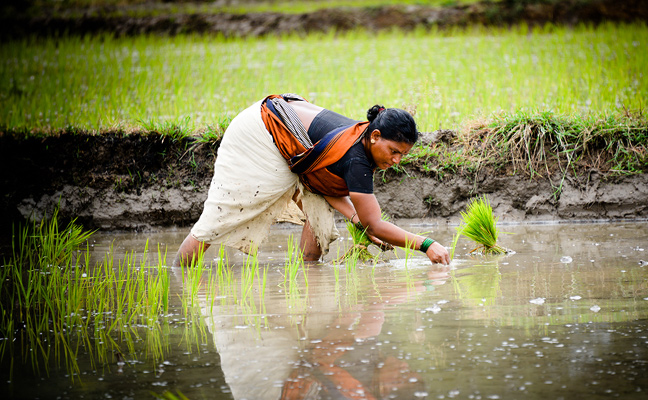 Image for Agriculture